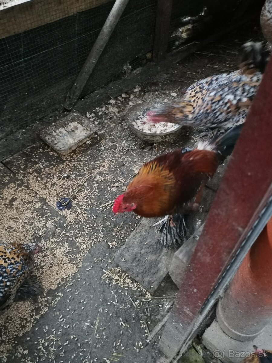 Kohúty liliputky aj milfler