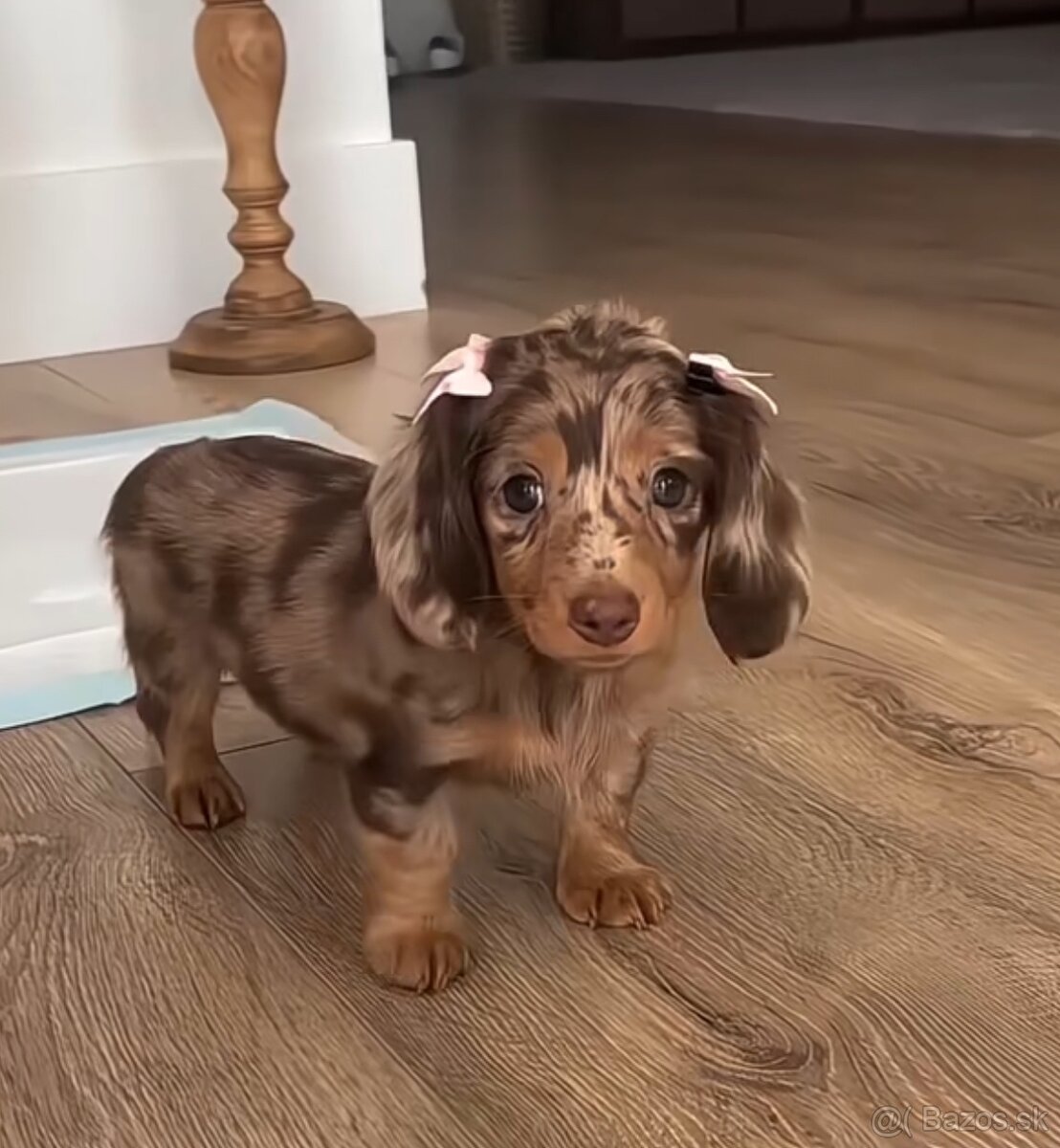 Kúpim šteniatko jazvečíka