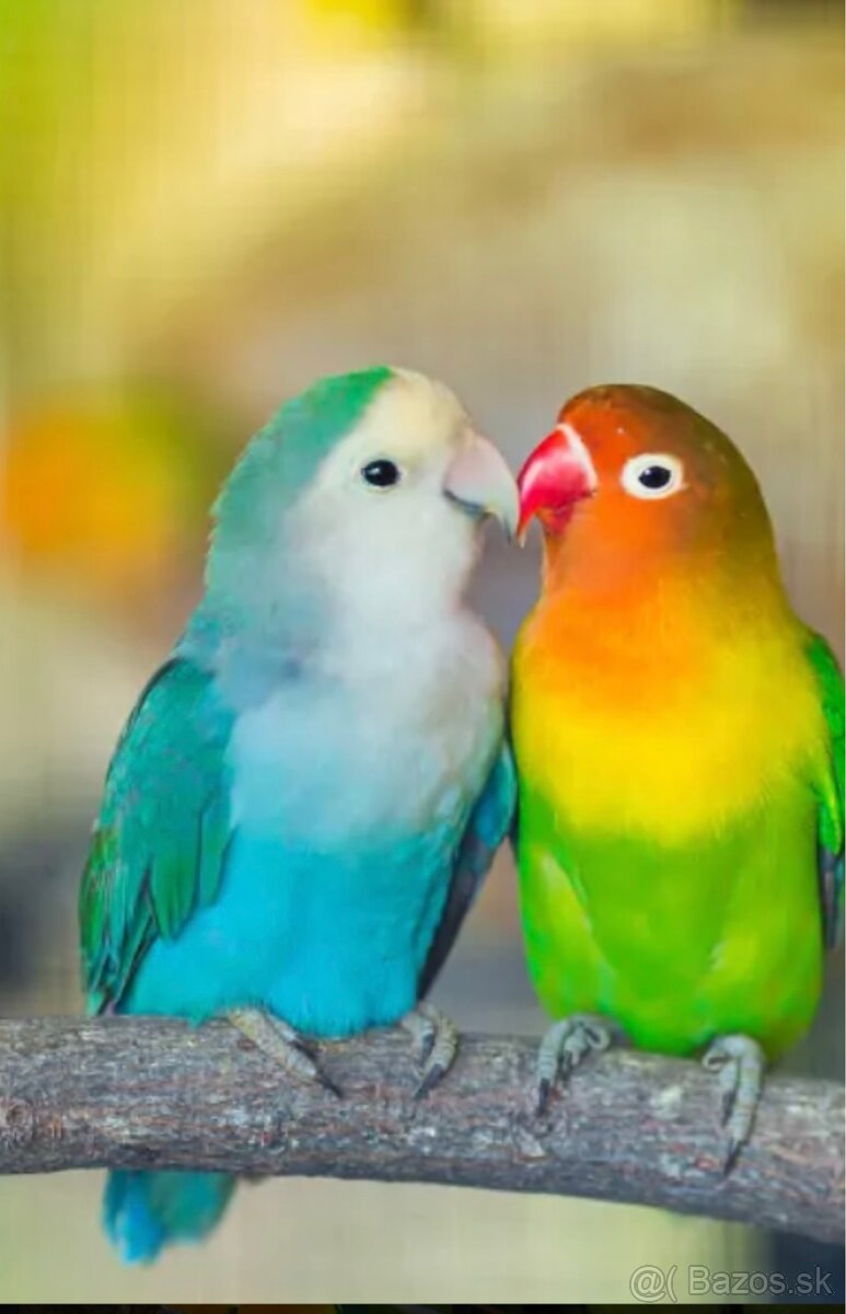 Kupim Exotické vtactvo