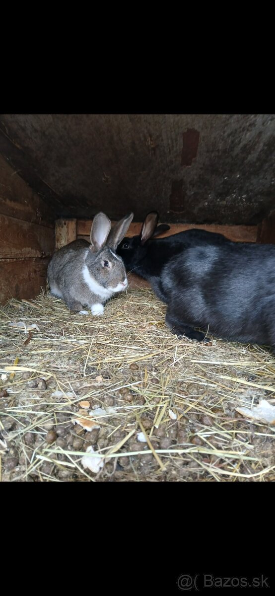 Predám zajace