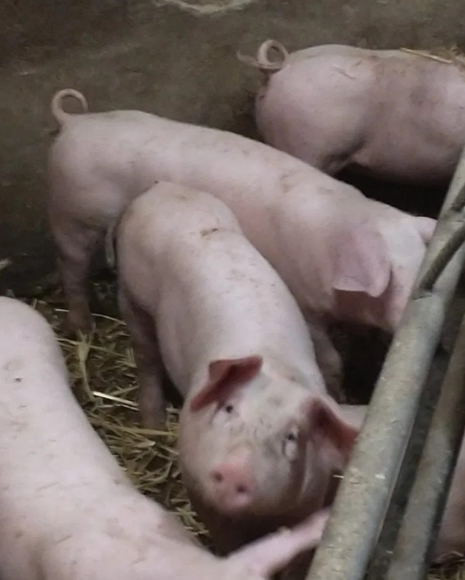 Odstavčta