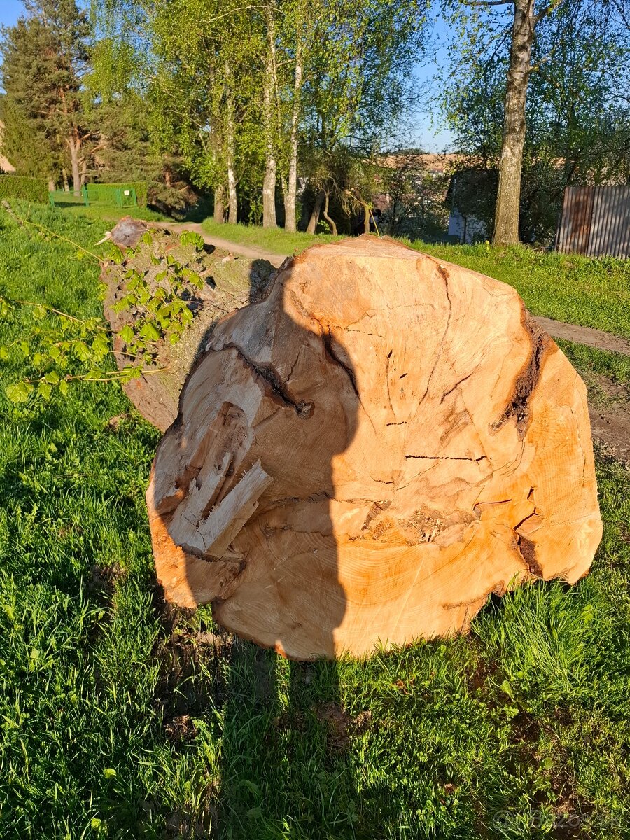 Lipa, kmeň lipy