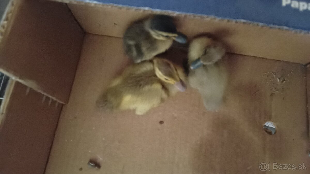 Kačiatka indického bežca