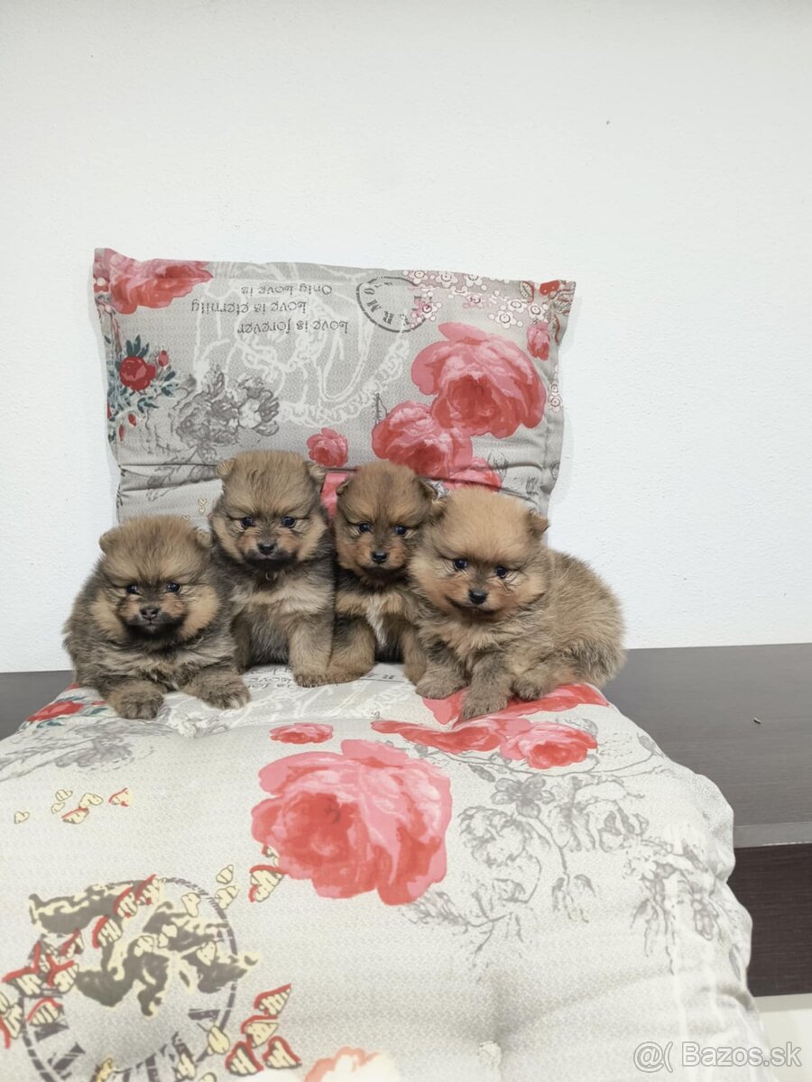 Špic typ pomeranian