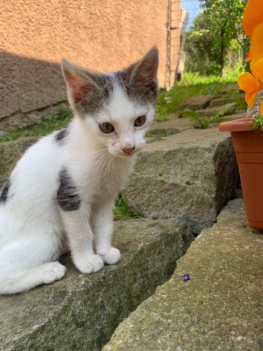 Darujem mačiatko