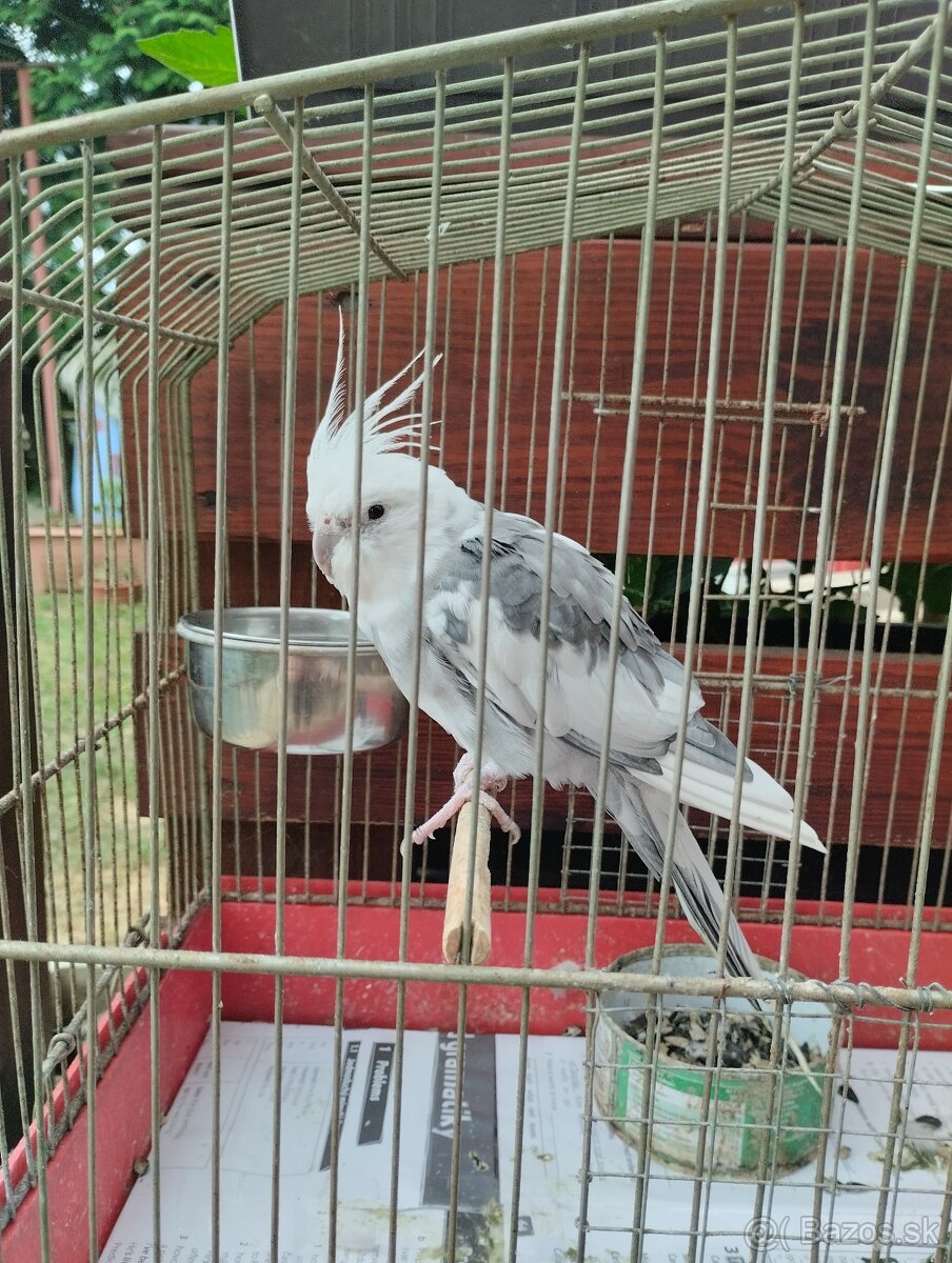Korela chocholatá