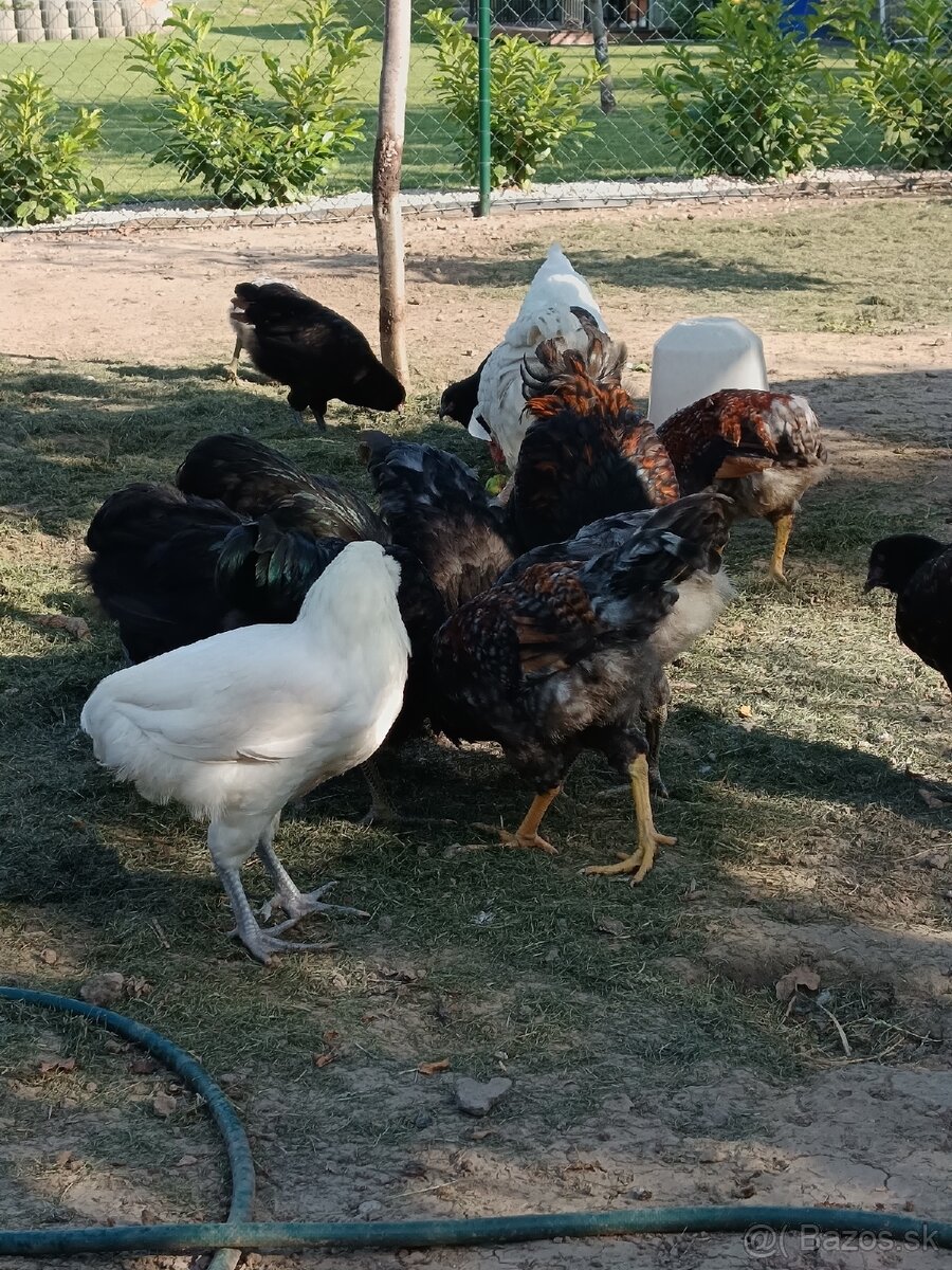 Araukana,ameraukana, wyandotka, marans kohúti