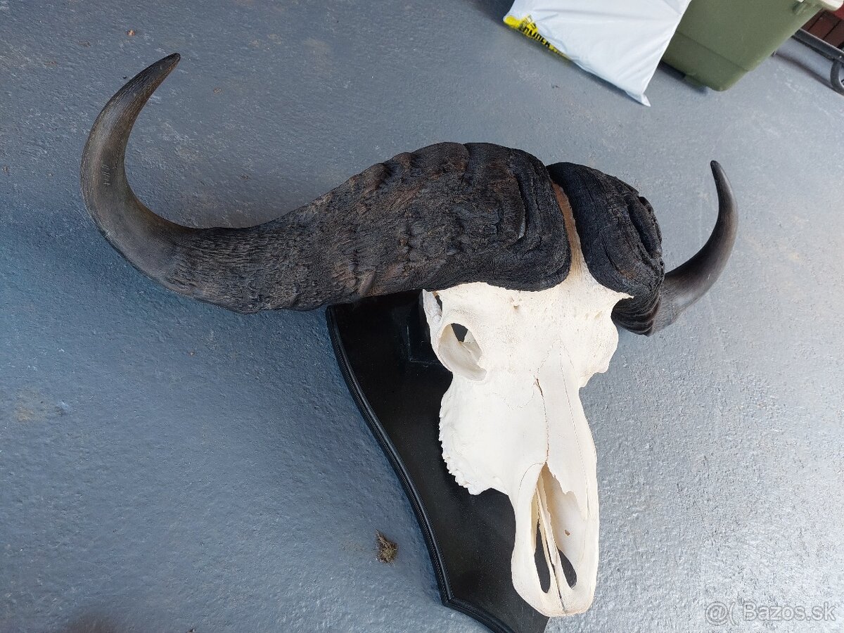 Trofej trofeje paroh parohy parozie zhody