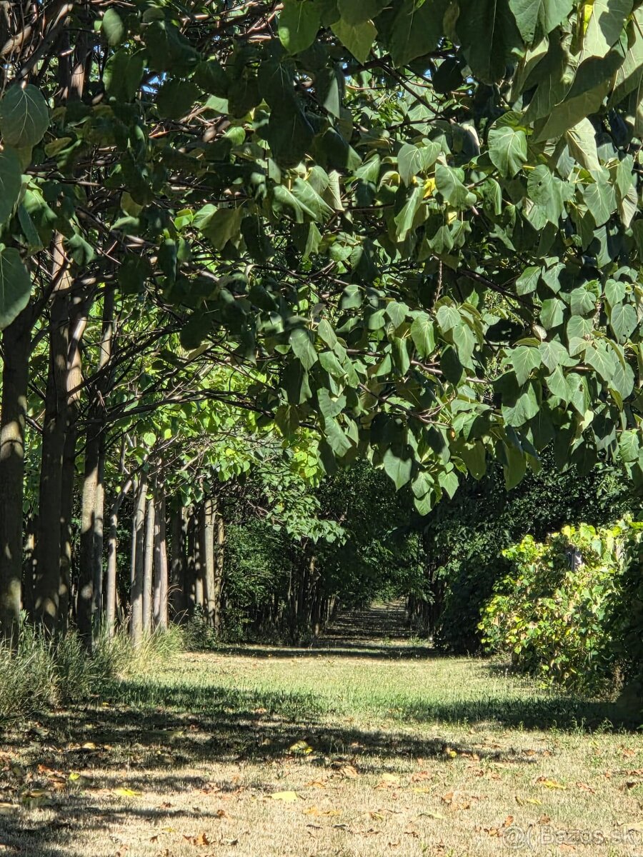 EXKLUZÍVNE – Orná pôda so stromami Paulownia tomentosa