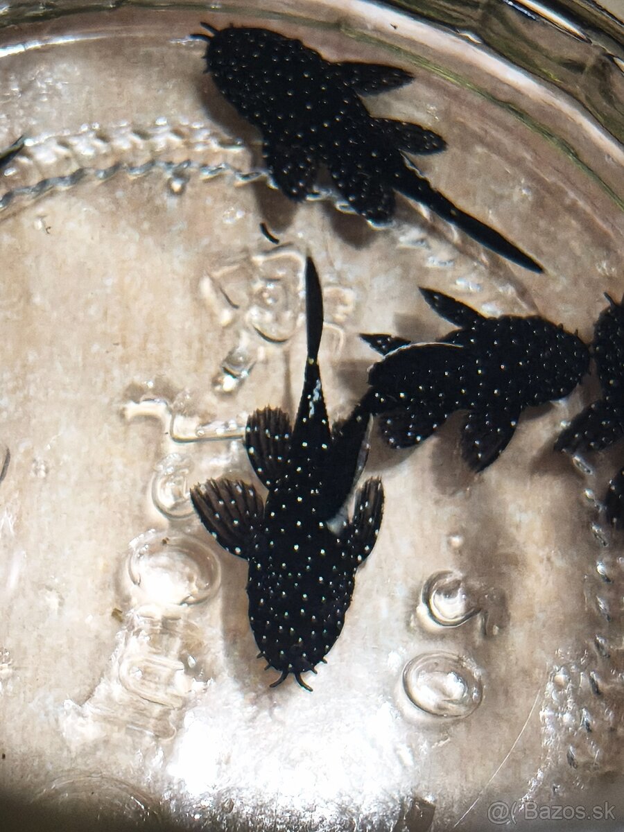 Pleco L213