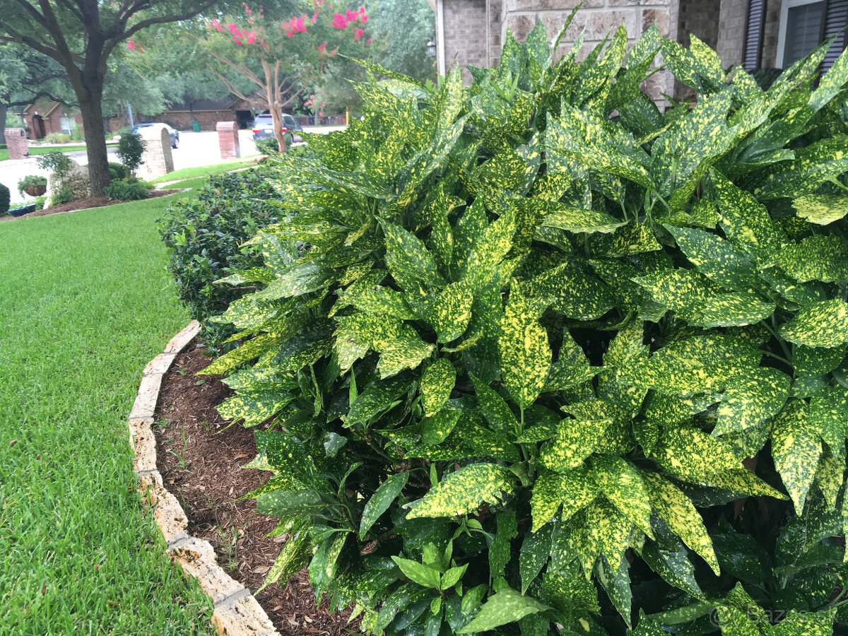 Aucubana japonica