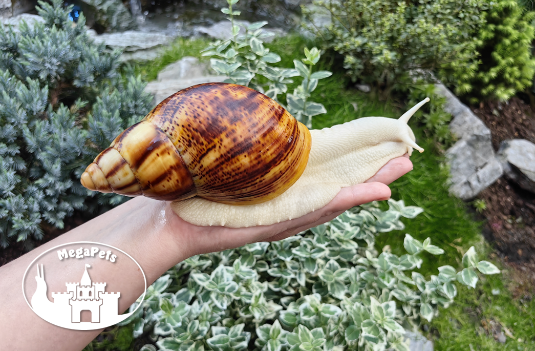 Africké slimáky Archachatina marginata ovum albino terárium