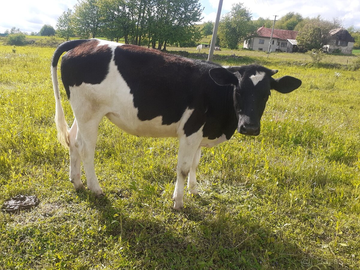 Preďám jalovicu
