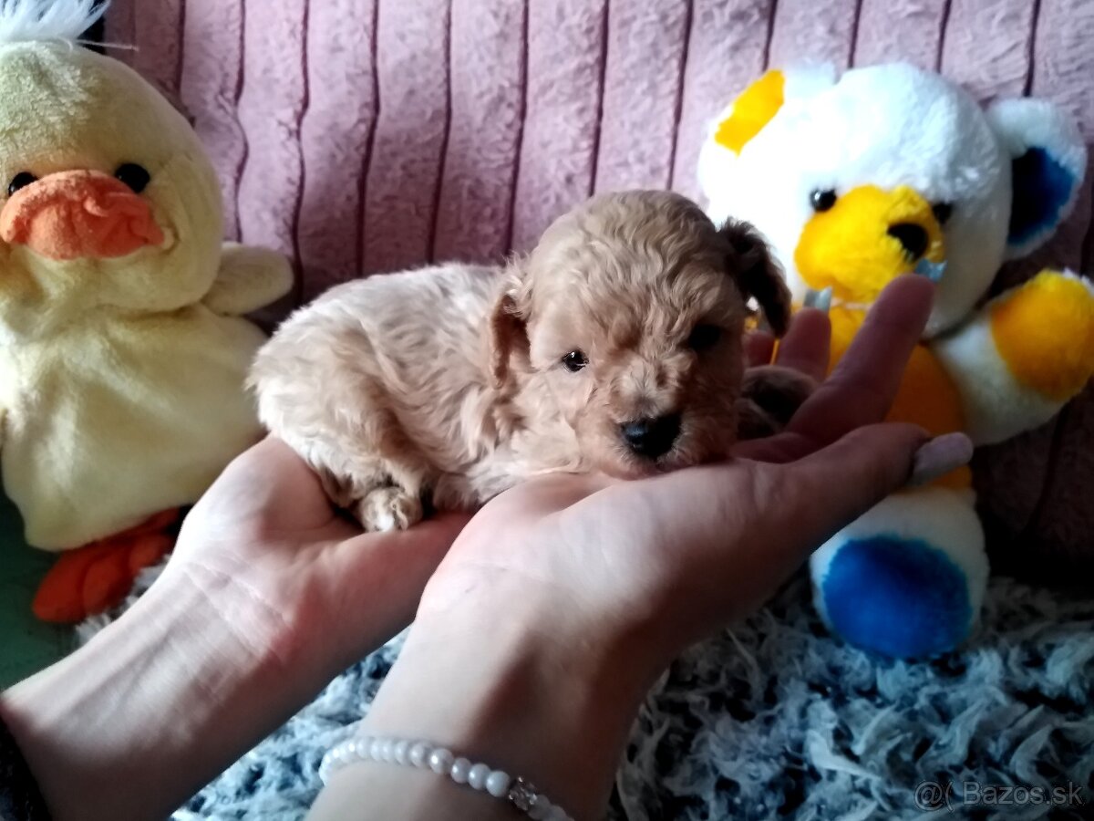 Pudlik pudel mini toy