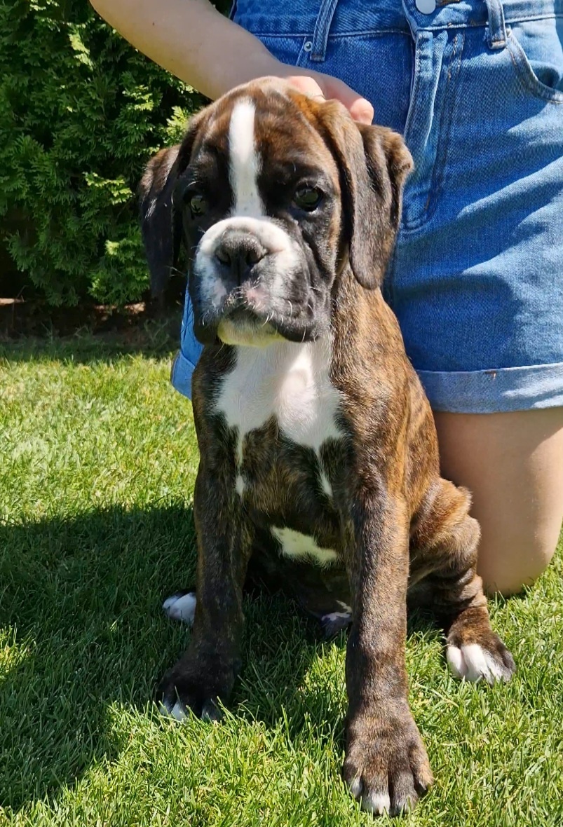 Nemecky boxer s pp -