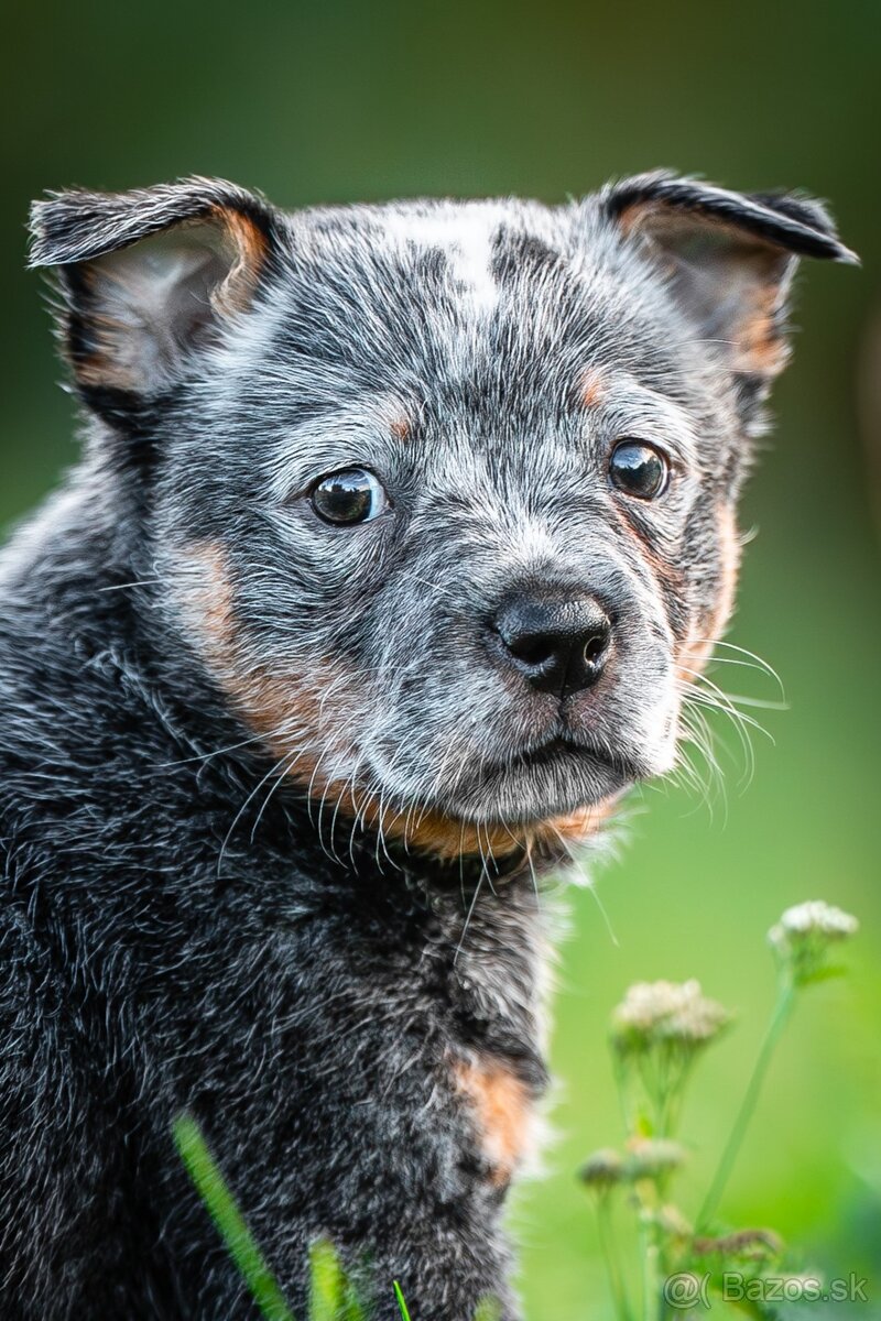 Australský dobytkarský pes s PP, ACD