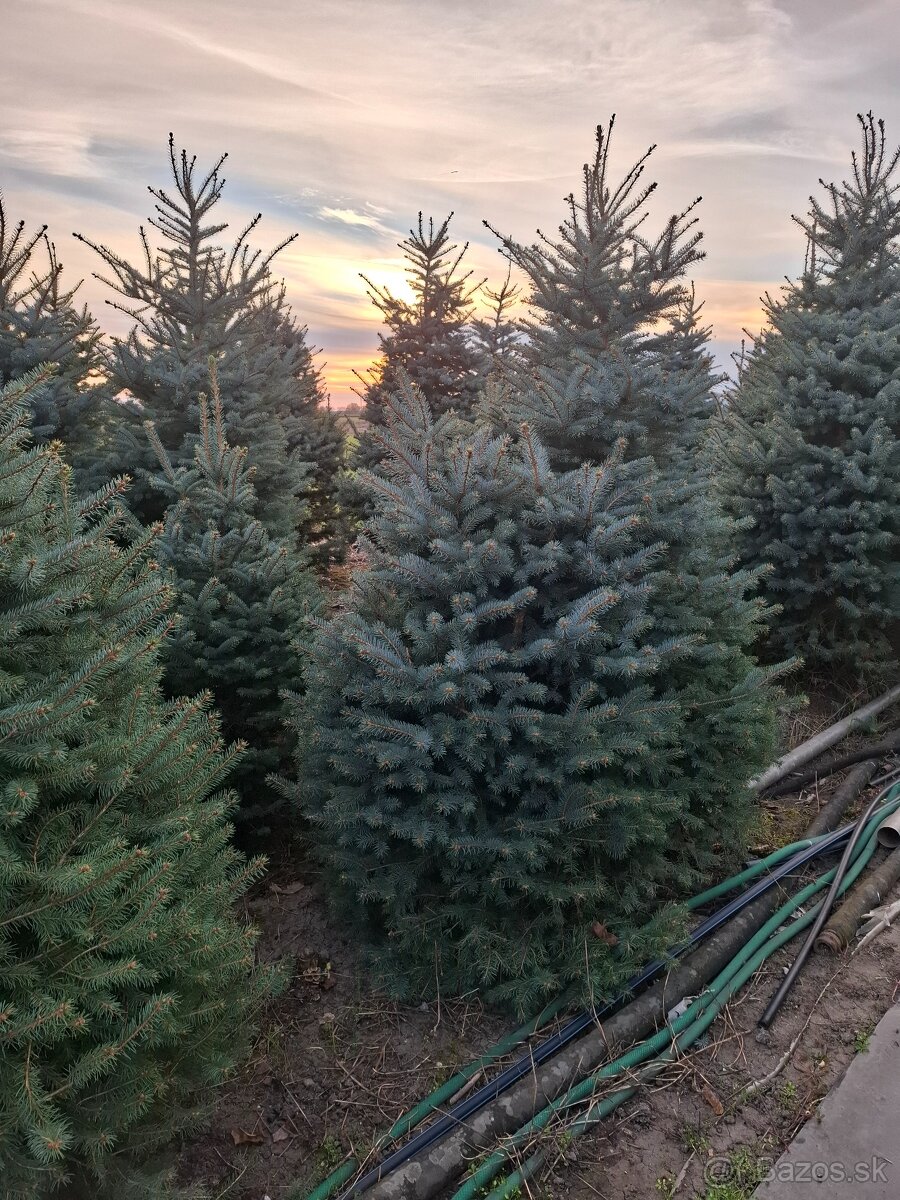 Vianočne stromčeky