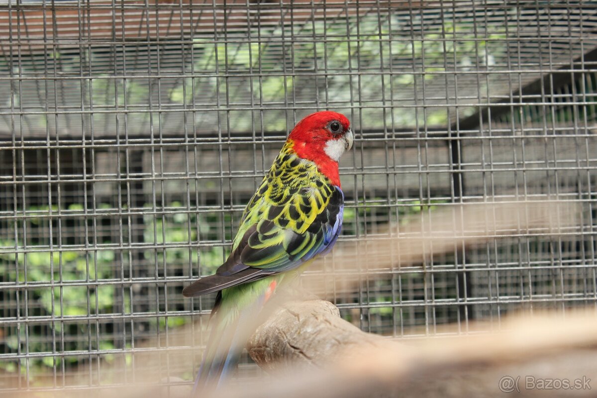 Rozela pestrá - máj 2025