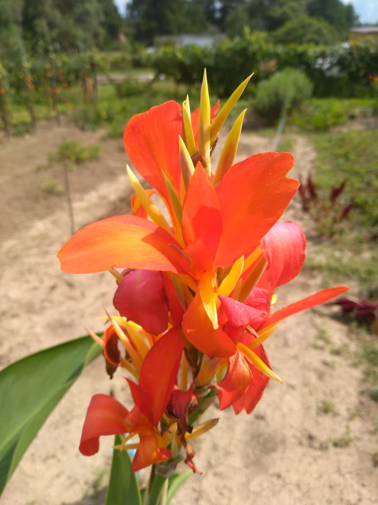 ORANŽOVÁ KANA INDICKÁ