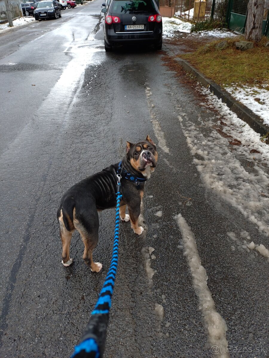 Predám psa Americký staford