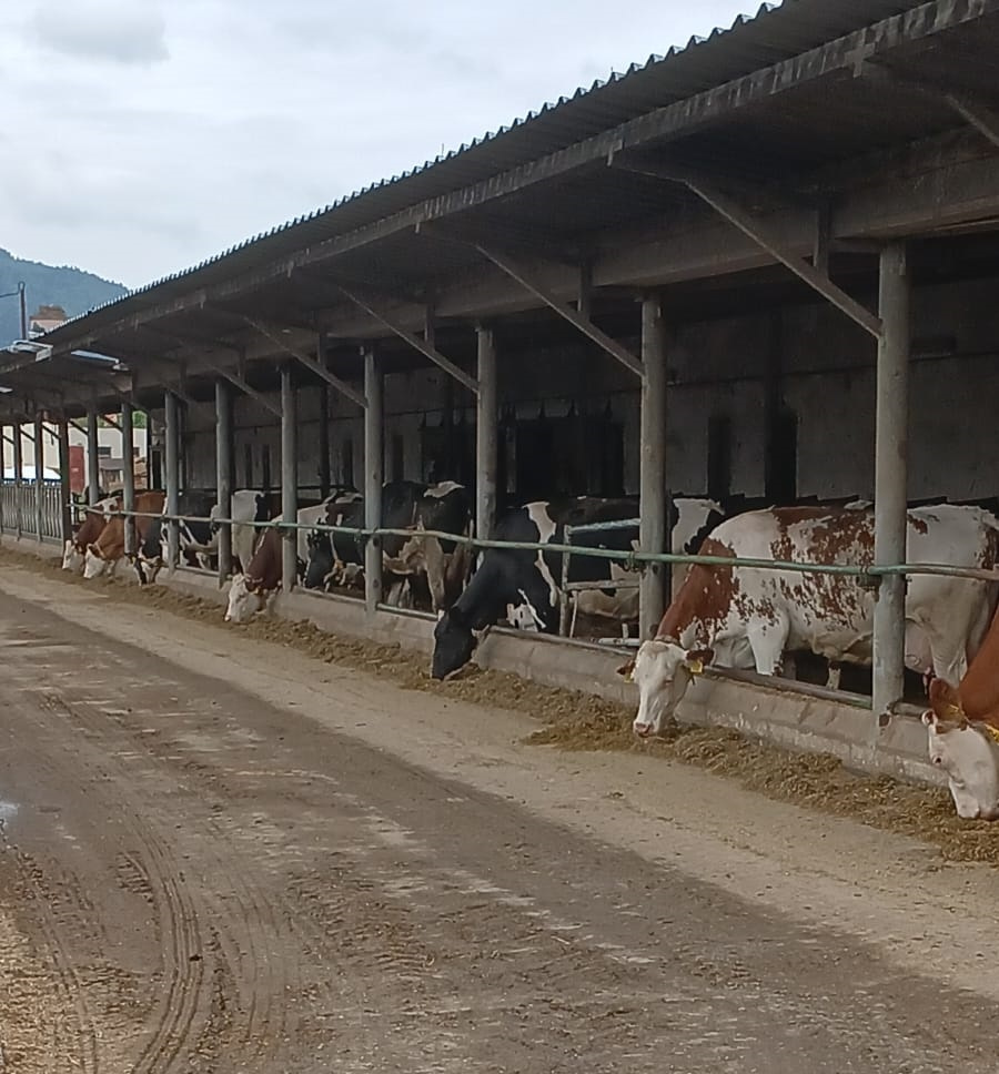 hľadáme DOJIČA / DOJIČKU