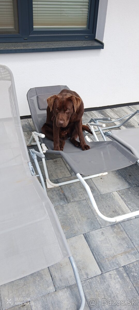 Labrador