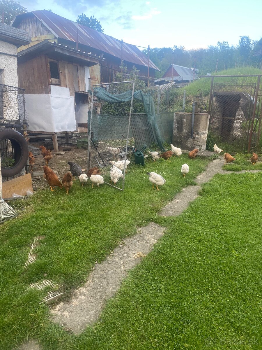 Predám kohúty