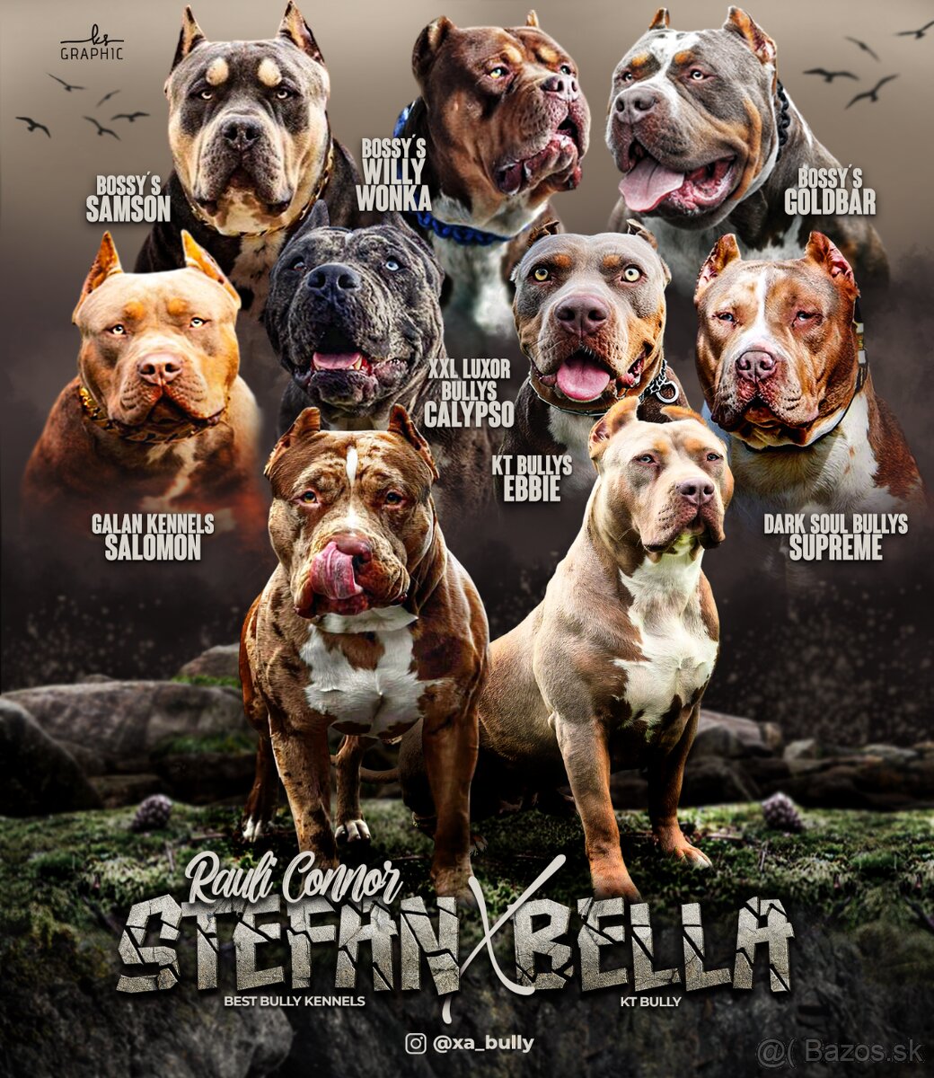 American bully XL