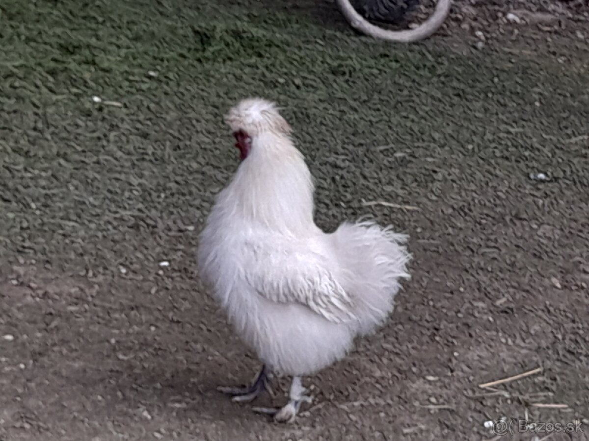 Hodvabničky