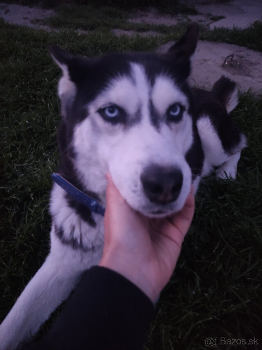 Husky