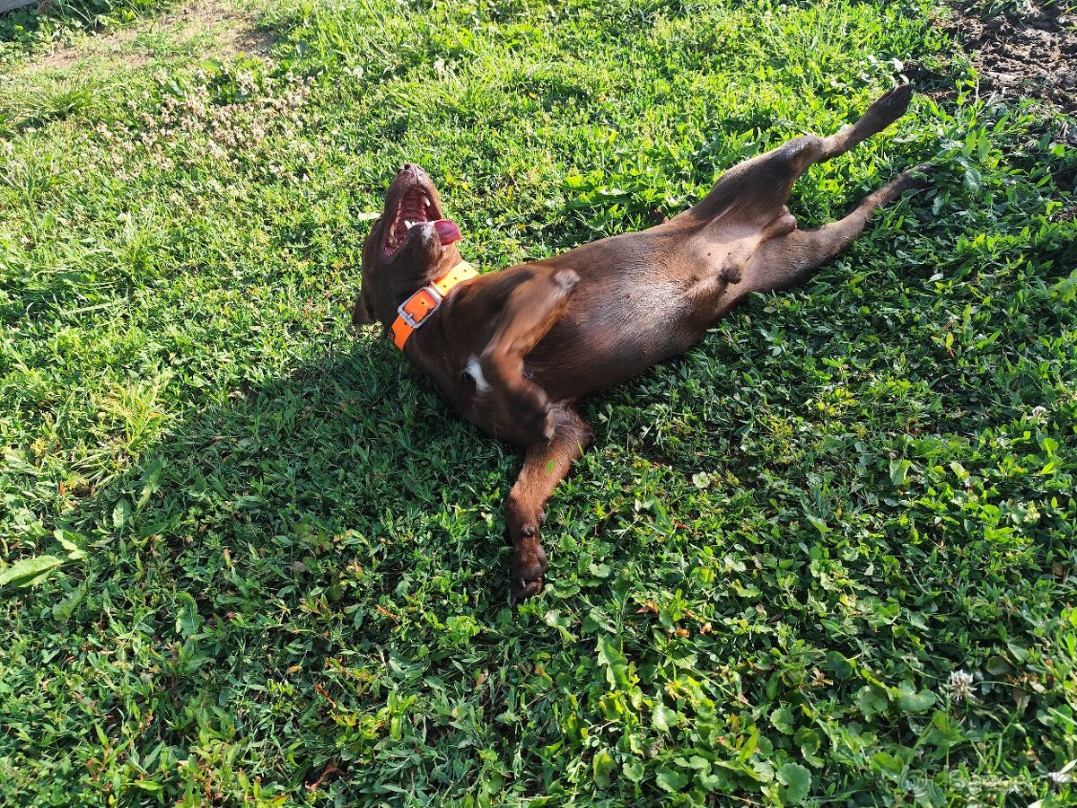 Predám Patterdale teriéra
