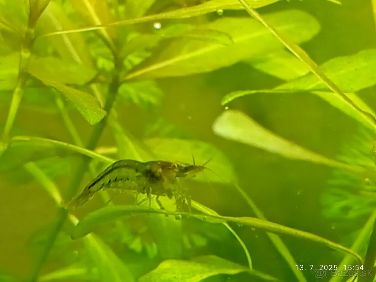 Krevetky palmata