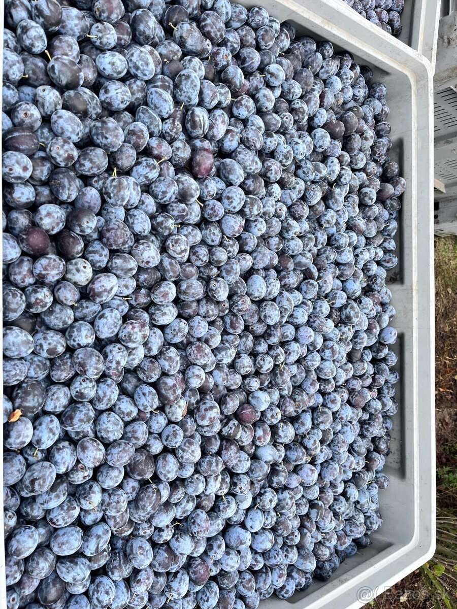 Slivky na kvas 0,45€