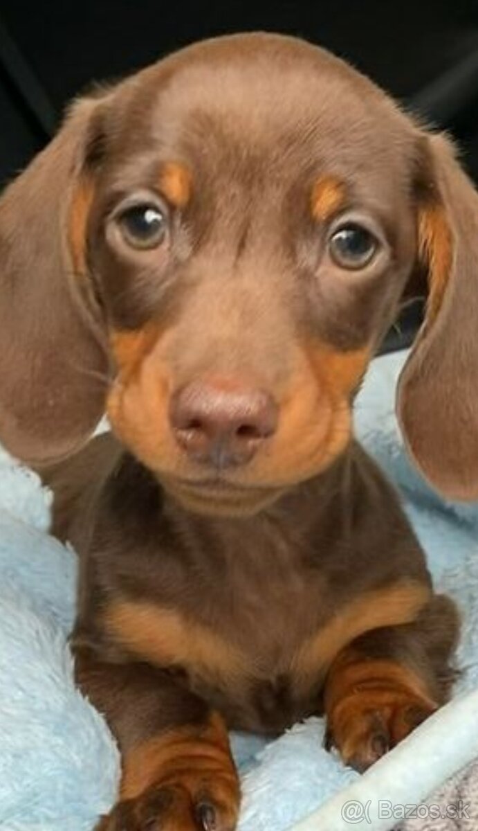 KUPA- Jazvecik trpaslici Fenka