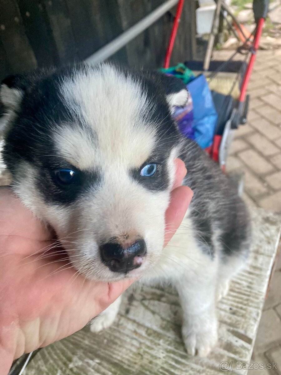 Stenata Husky/malamut krizence