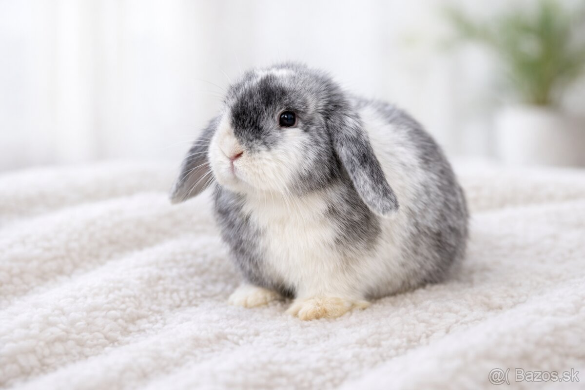 minilop samička 🐰❤️