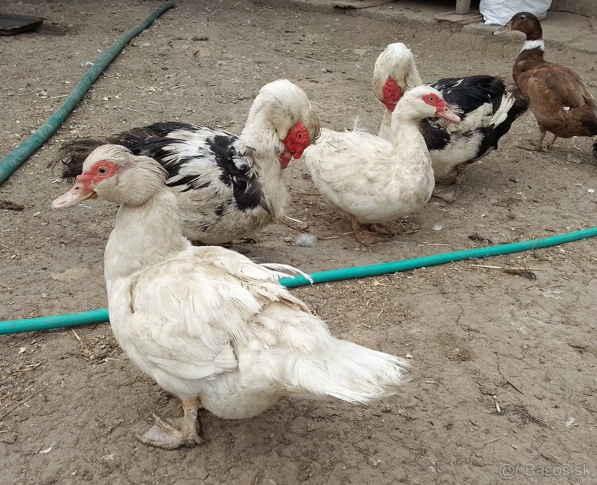 Čínske kačice