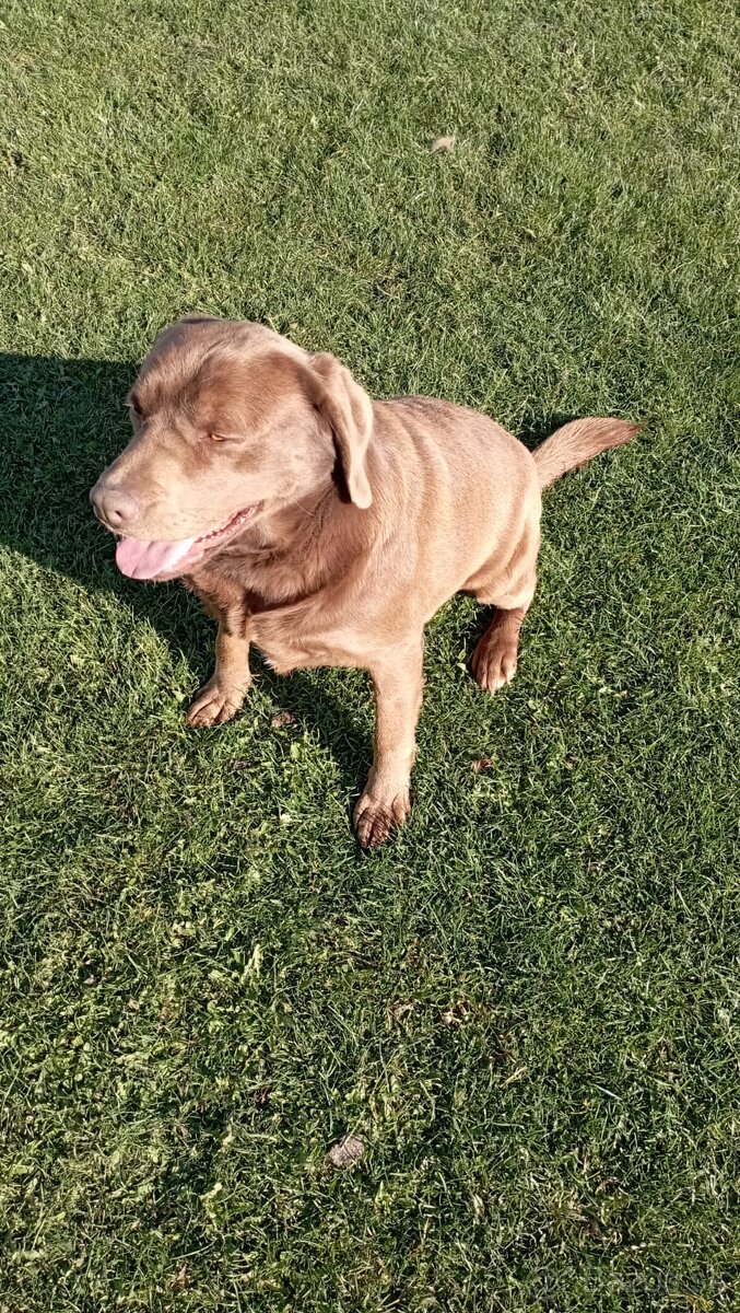 Labrador krytie