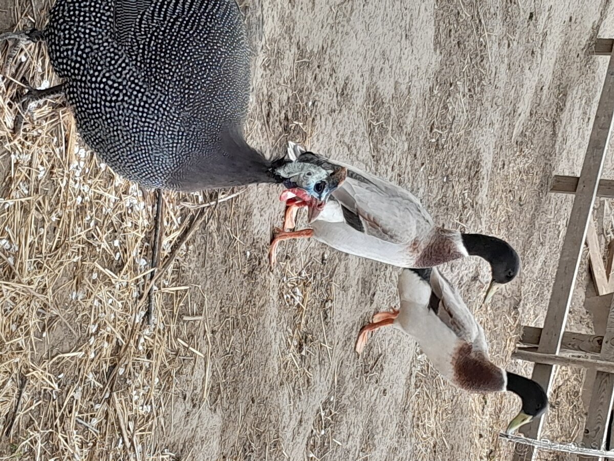 (P) indicky bezec, perlicka