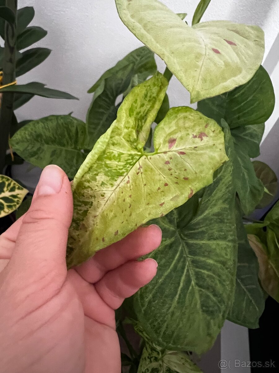 Syngonium Confetti tricolor