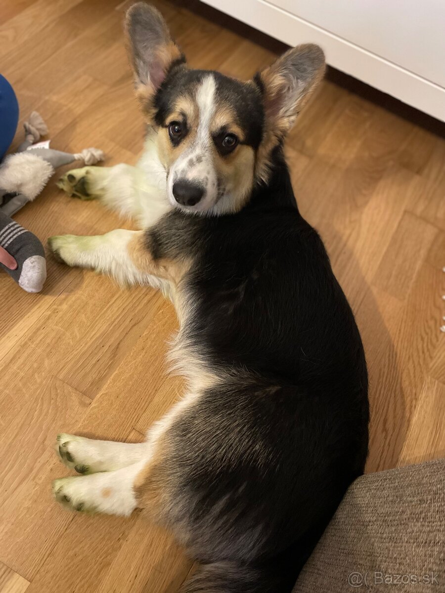 Corgi