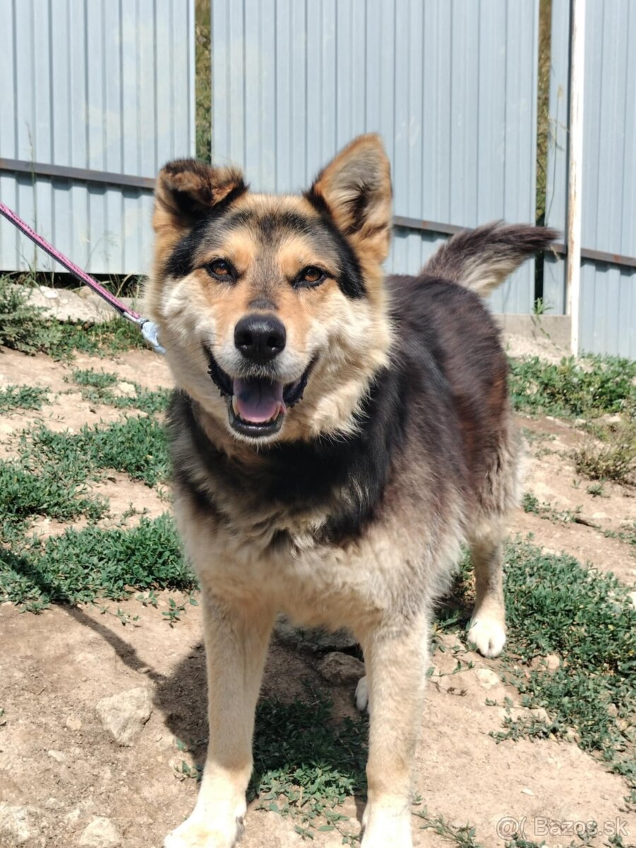 Darujem chlpatú sučku zachránenú z reťaze - ovčiak / husky