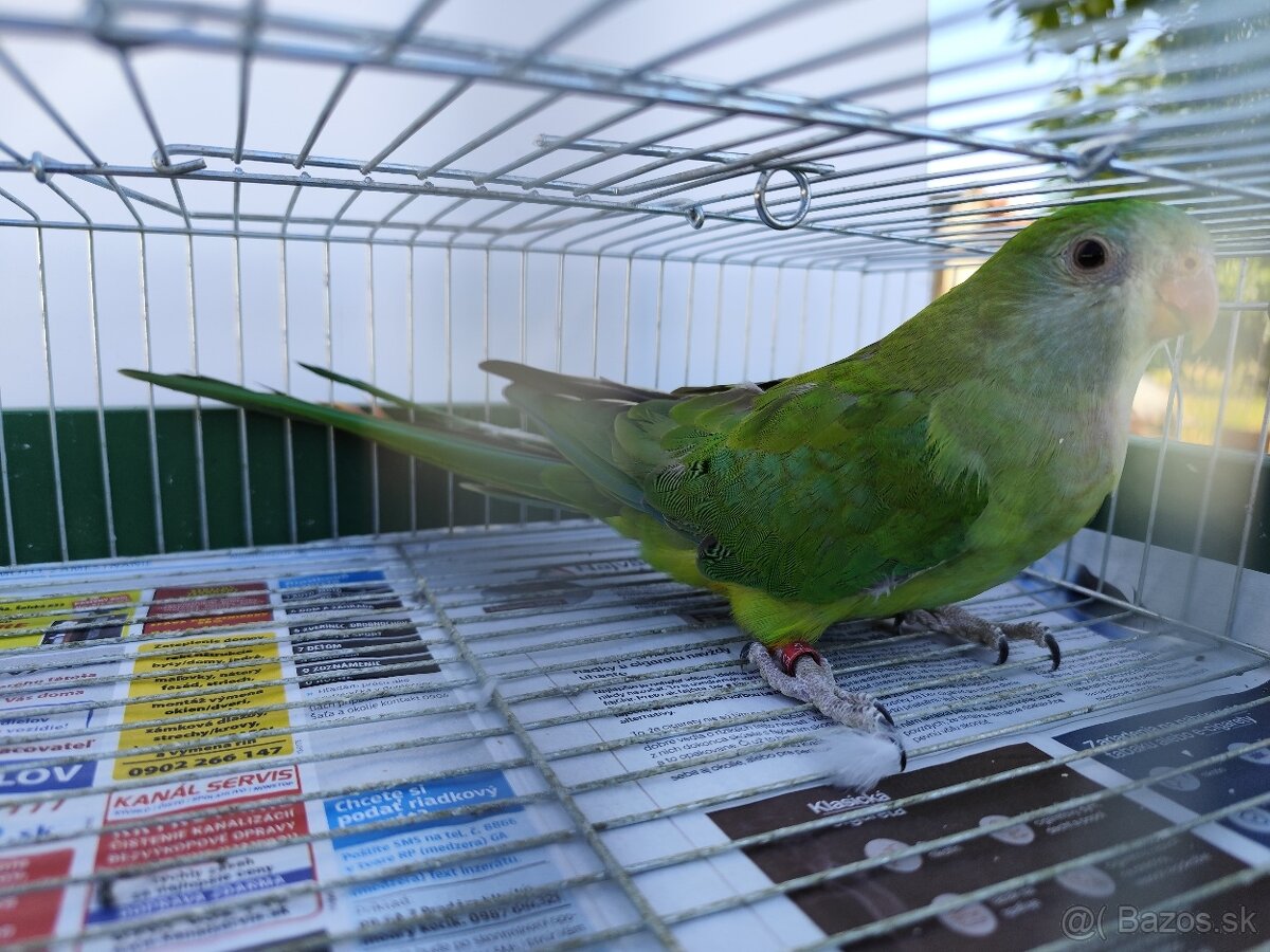 Baraband 0.2