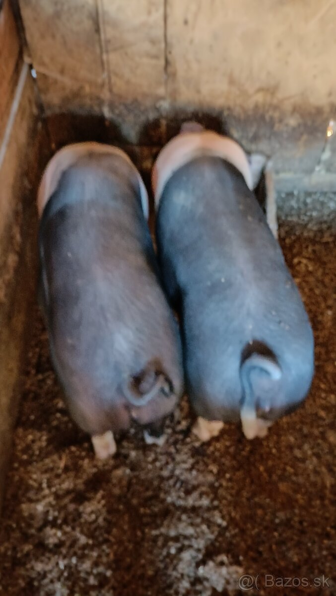 Predám plešticke prasatá Váha 70kg do 80kg