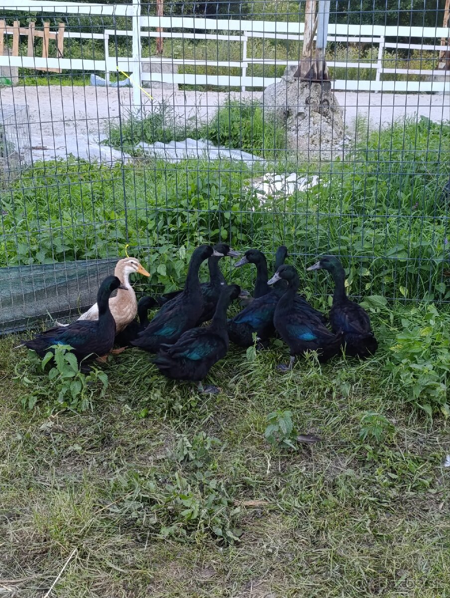 Kajuga káčer+kačica