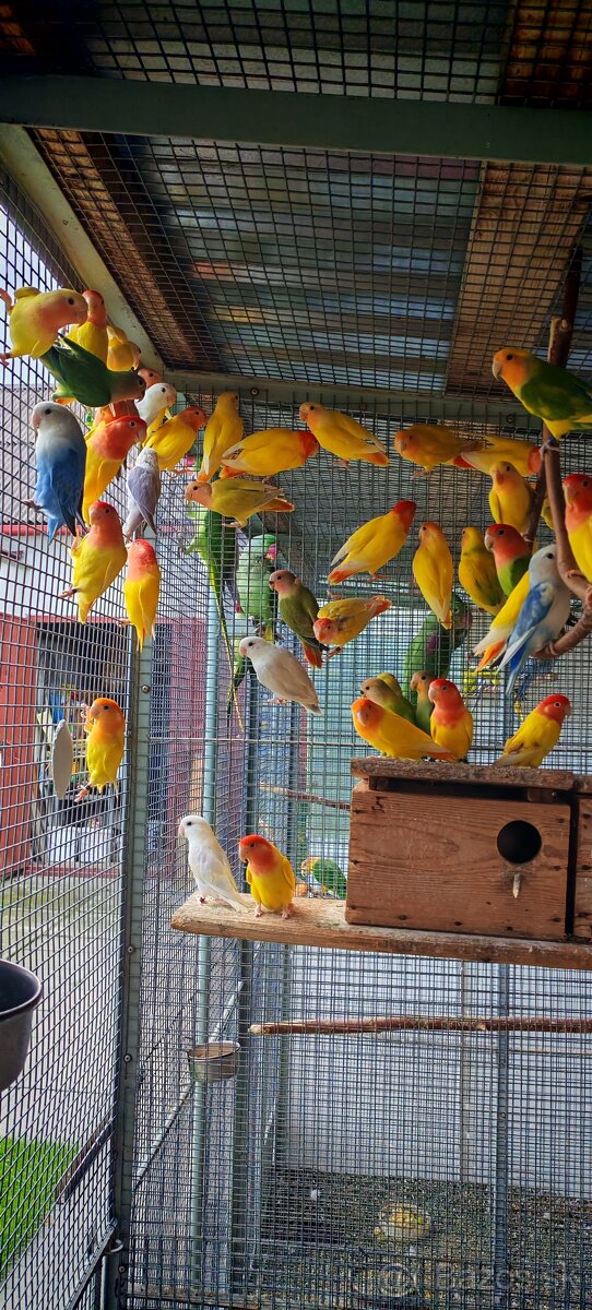 Agapornis ružovohrdly opalin