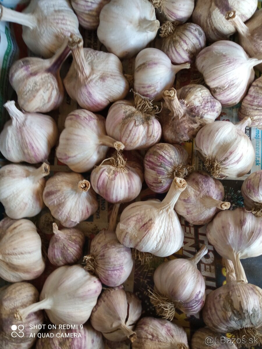 Domáci bio cesnak