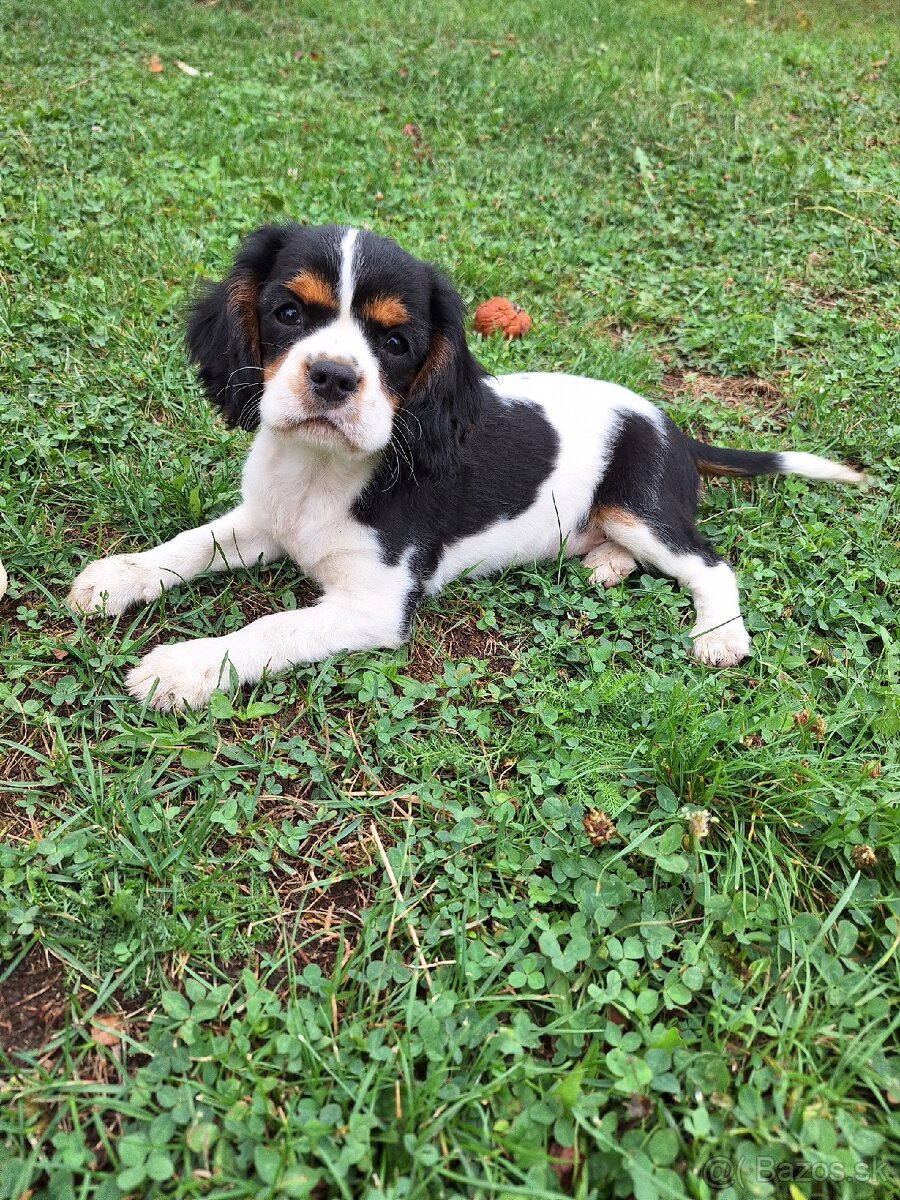 Cavalier King Charles Španiel