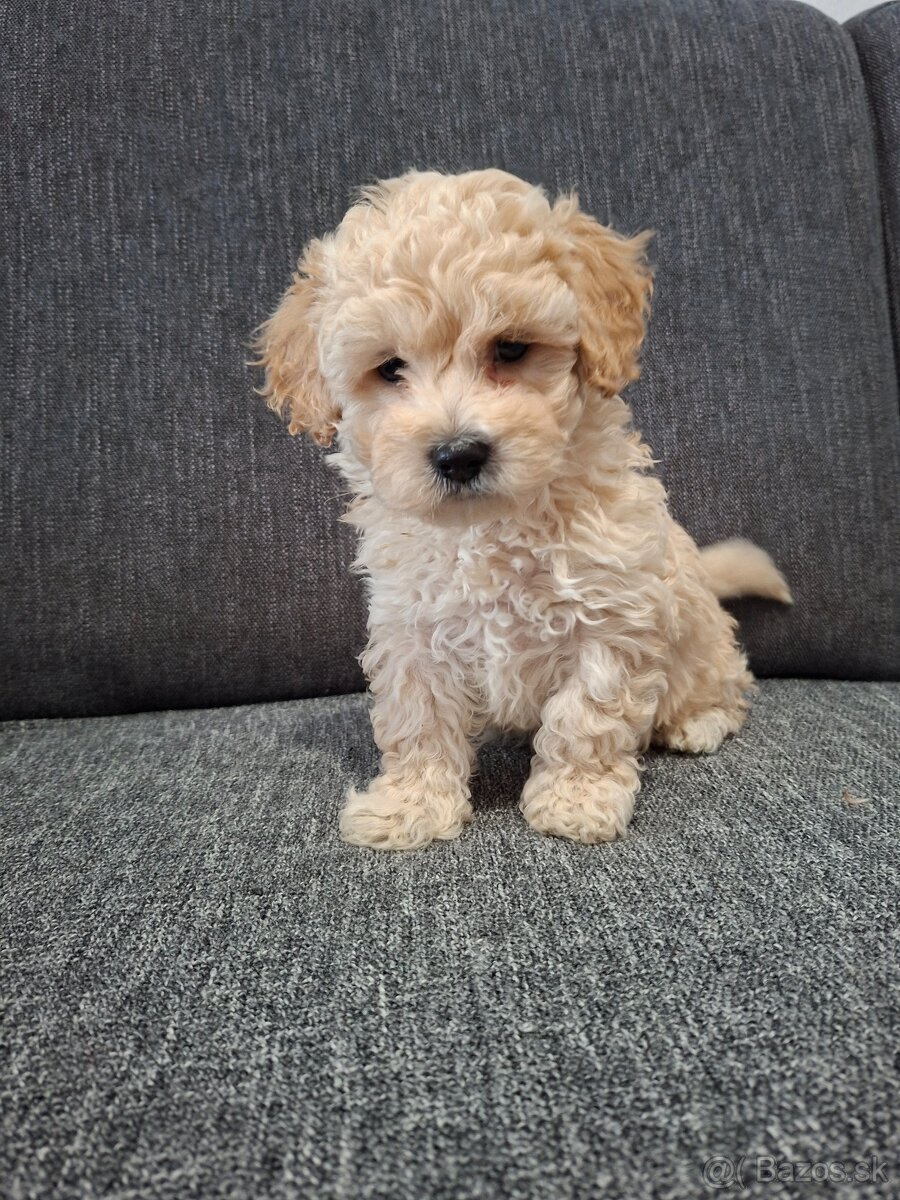 Maltipoo
