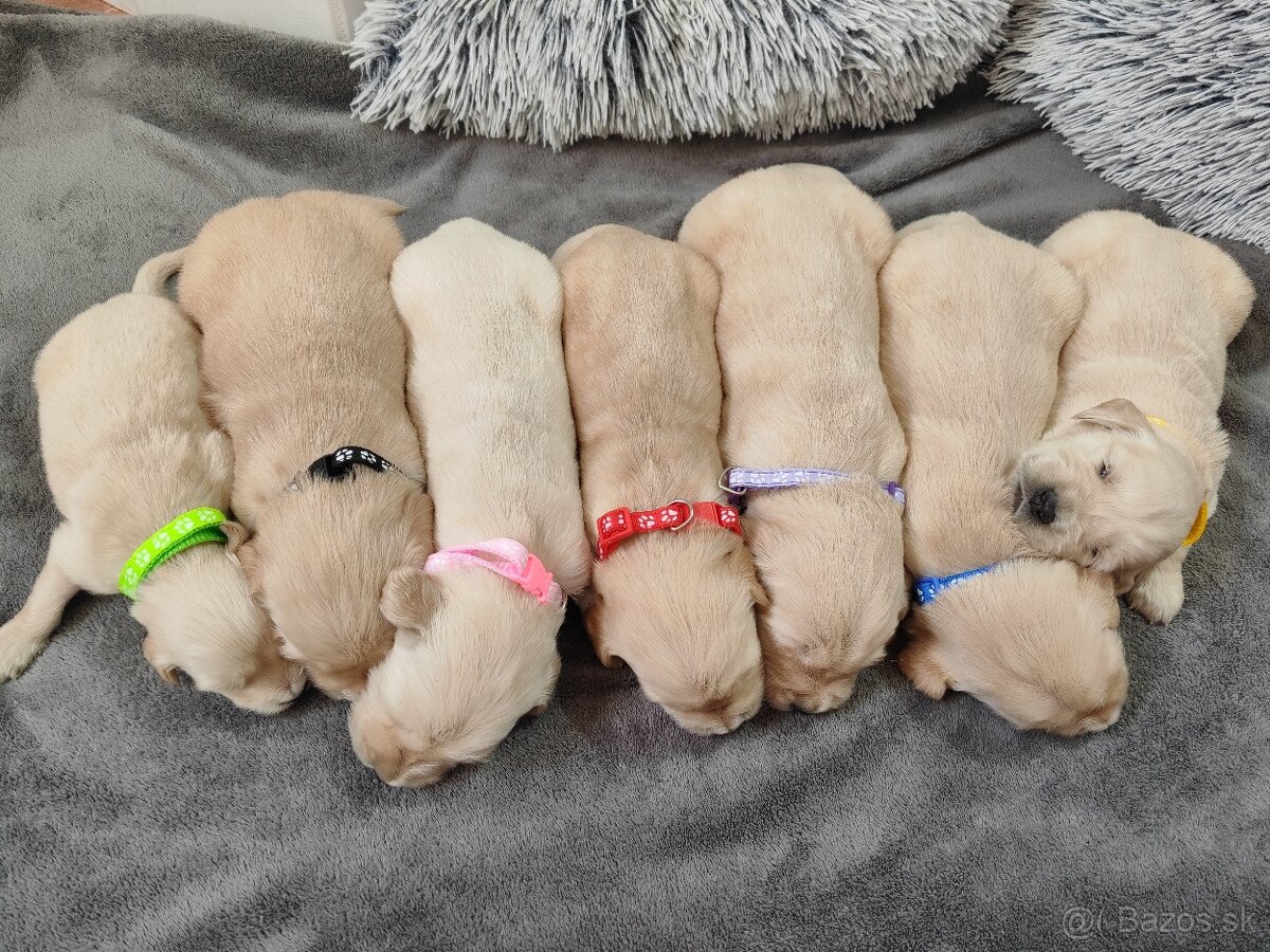 Zlatý Retriever